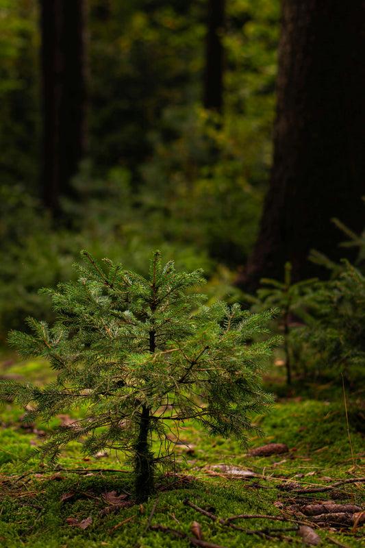Les-bienfaits-de-NKIUP-en-matière-de-décarbonisation NKIUP